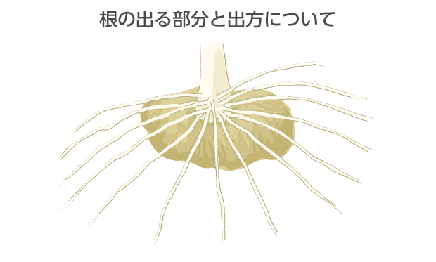 球の上部の茎の付け根からたくさんの根が出る