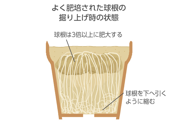 根はびっしりと鉢内いっぱいに詰まるように伸長する