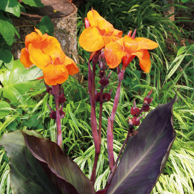 カンナの育て方・栽培方法｜失敗しない栽培レッスン（草花）｜サカタの