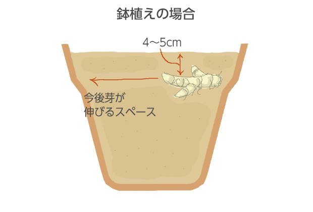 30～36cm鉢を使います