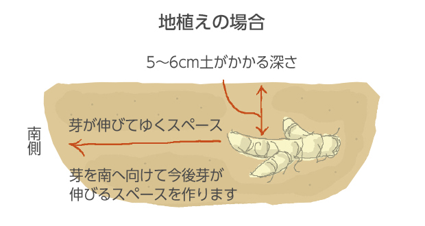 1芽球では株が茂らないので2～3芽球を使います