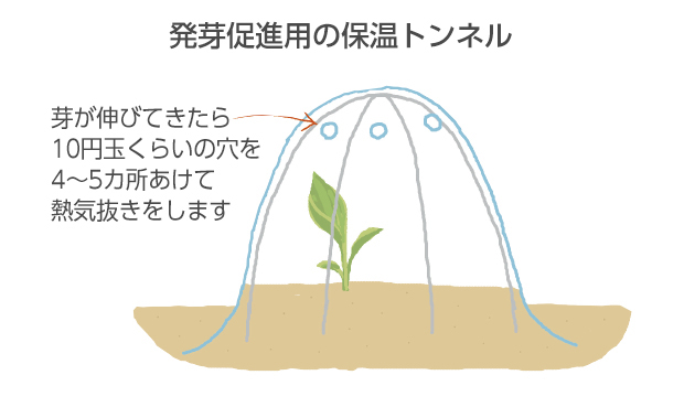 植えつけ後、ビニールで保温トンネルを作ると地温が上がり、発芽が早まります