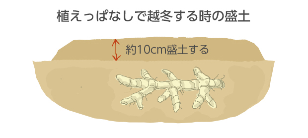 球根の上の部分に約10cm盛土すると球根の部分は凍らなくてすみます