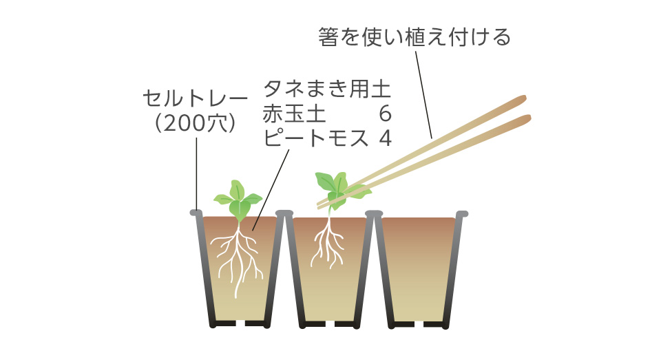 移植を嫌うので小苗のうちに仮植する