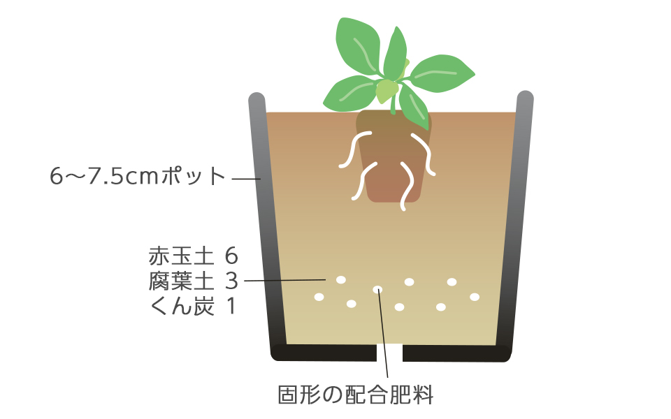 セルトレイに根がまわったら速やかに植え替える