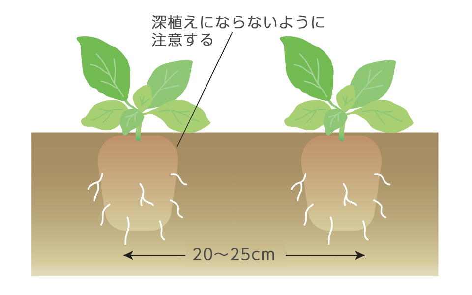 1平方メートル当たり苦土石灰100g、堆肥と腐葉土をバケツ1杯すき込み、土ごしらえをしておく