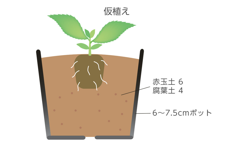 移植を嫌うので、本葉が2枚くらいの小苗のうちに仮植えする