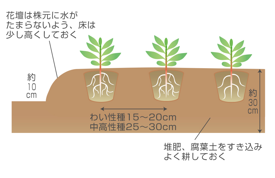 ポットに根がまわったら、苗が老化しないうちに定植する。深植えにならないよう注意する。