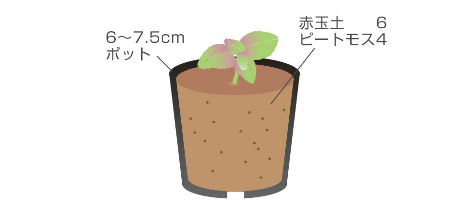 本葉4～6枚でポットに植える
