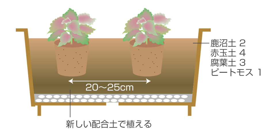 深植えにならないように注意して植える