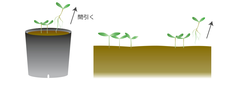 発芽後、双葉の頃から2回に分けて間引きを行い、最後は1本にする