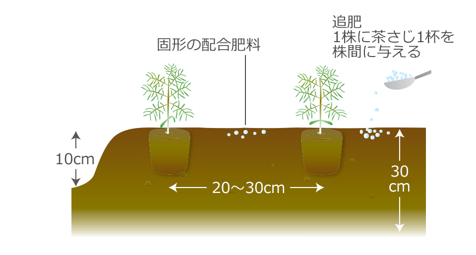 30cmぐらいの深さまでよく耕し、堆肥を混ぜる