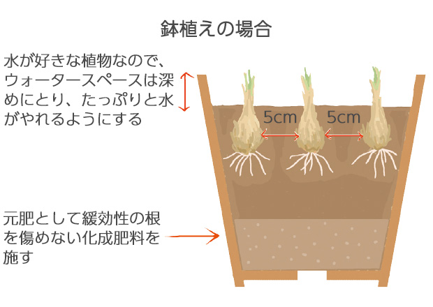 直径15cmの鉢に5球植え球根の2/3が埋まるくらいの深さに植える
