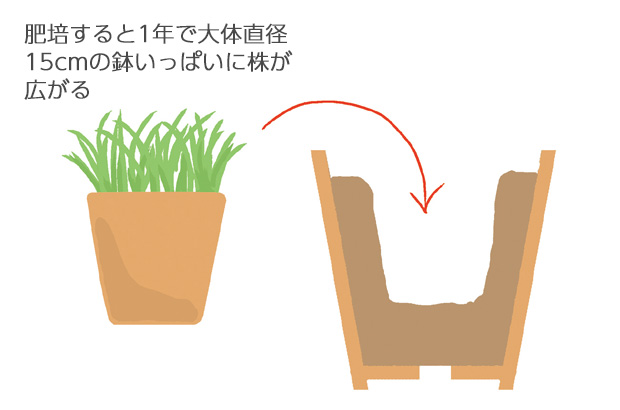 休眠期にひと回りかふた回り、大きい鉢に植え替える。大鉢作りにすると、一度にたくさんの花が咲き、見事な鉢になる