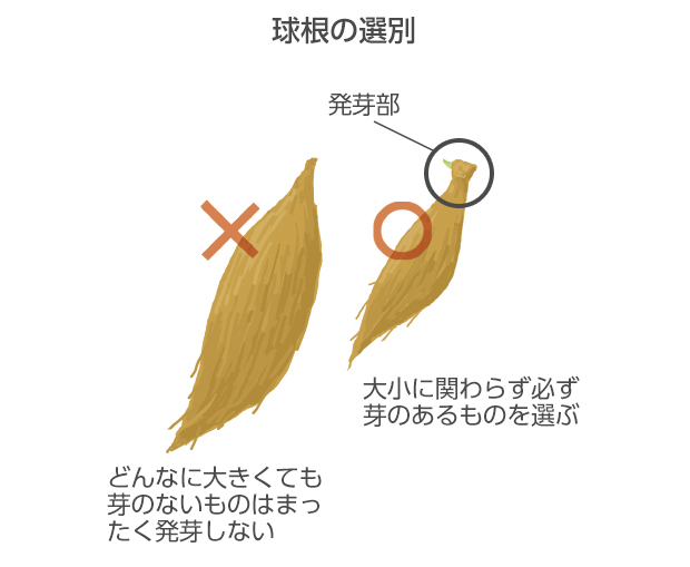 ダリアの球根は前年の茎の基部の発芽部のないものは、植えても芽が出ないので、必ず芽のあるものを選ぶ