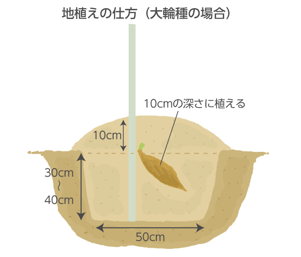 定植時に支柱を立てておく。30cmくらい土を深耕して、根張りがよくなるようにする