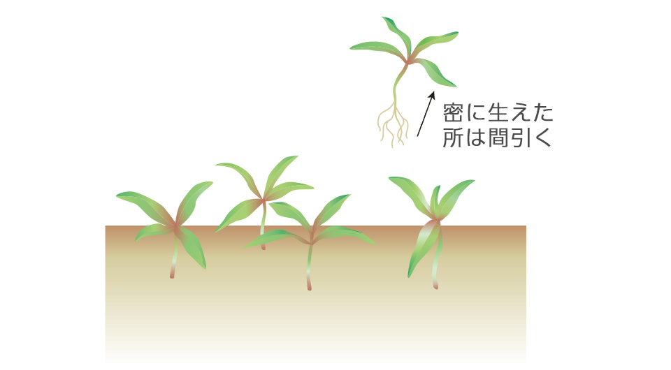 本葉2～4枚になったらポットに仮植する
