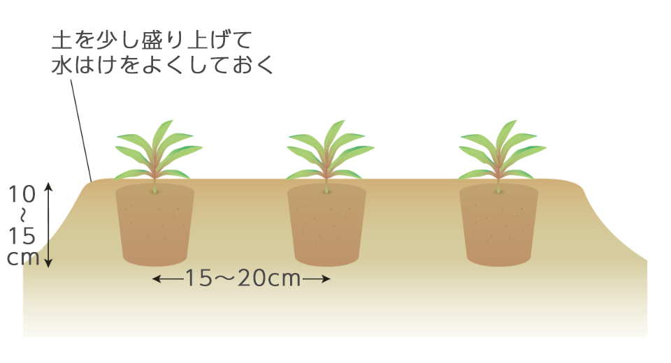 1平方メートル当たり、苦土石灰を約100g、堆肥を約1kg、腐葉土を約1kg入れて、よくすき込んでおく