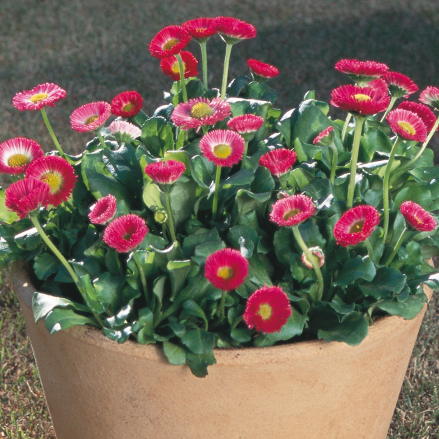 デージーの育て方・栽培方法｜失敗しない栽培レッスン（草花）｜サカタ