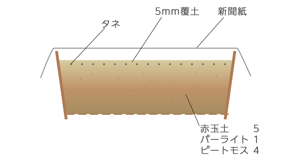 暗発芽種子なのでしっかり覆土し、新聞紙をかけておく
