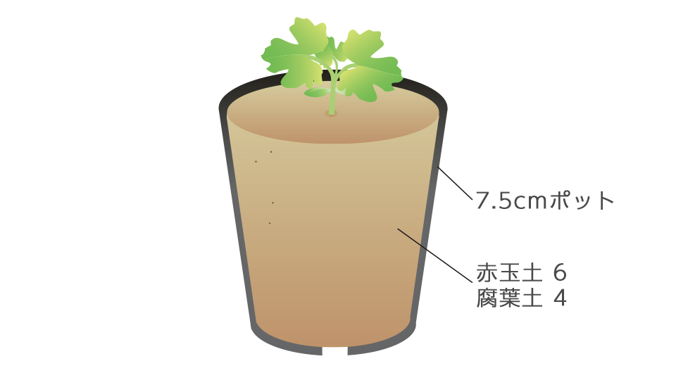 密に生えたところは間引き、本葉2～3枚のうちに仮植えする。双葉が土中に入らないよう注意する