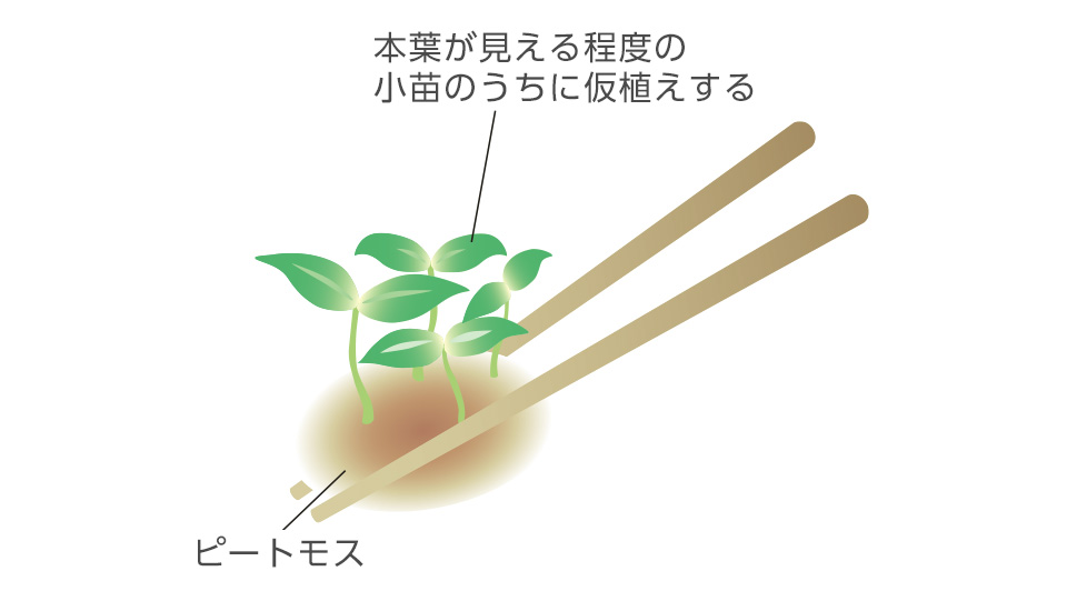 移植を嫌うので小苗のうちに仮植えする。