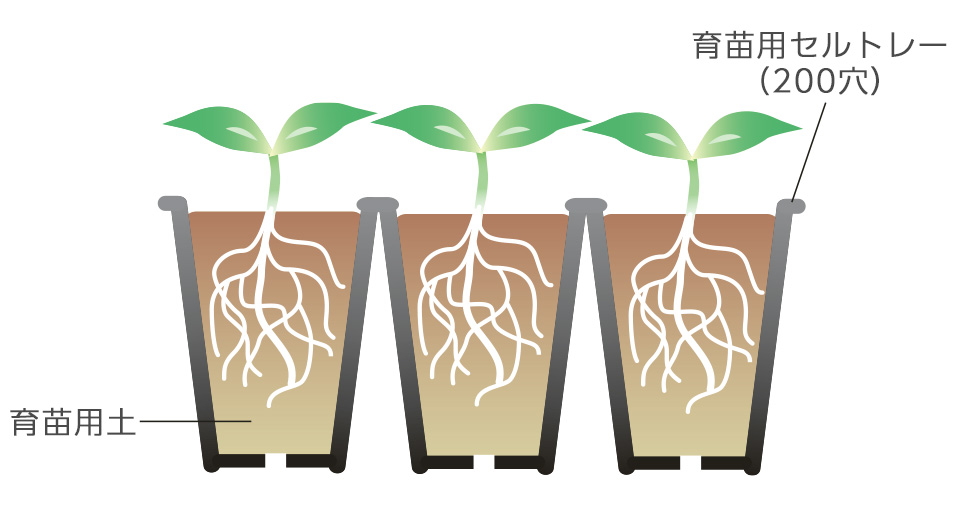 根が切れないよう、ピートモスごと掘り上げ根をほぐし、1本ずつセル容器に植える。