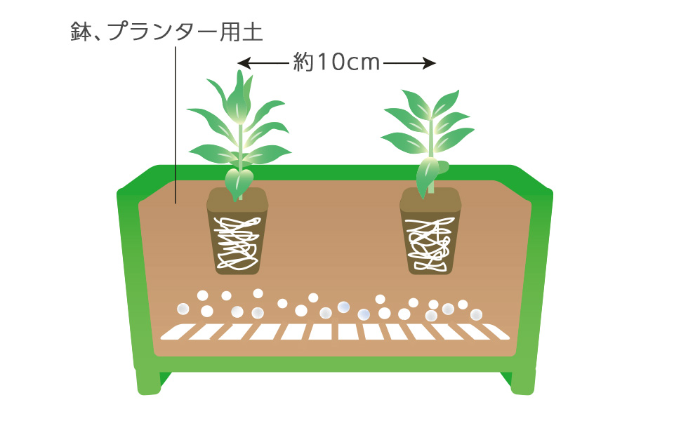本葉2～3節が展開した程度の小苗のうちに定植する