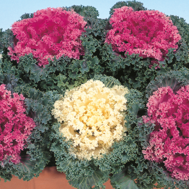 ハボタンの育て方・栽培方法｜失敗しない栽培レッスン（草花）｜サカタ