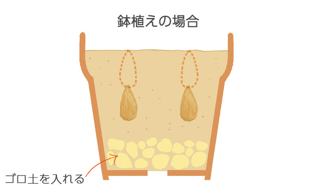 根のつけ根部分から牽引根が出るので1球分の深さに植える