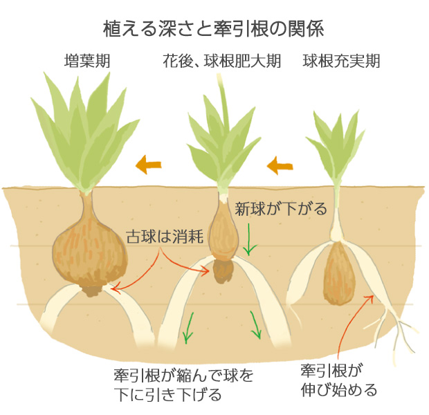 やや深植えすることにより、冬の凍害から球根を守り、牽引根がより発達する