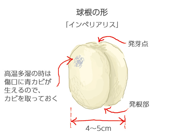 左右2枚のりん片でできている