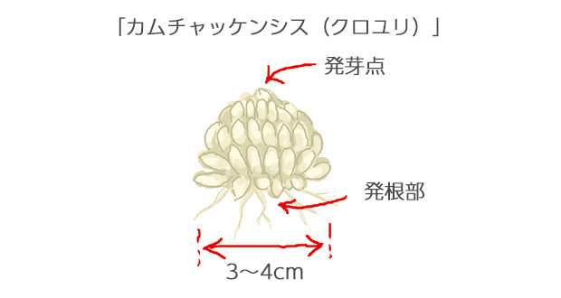 りん片はポロポロと落ちやすいので注意米粒状のりん片が組み合わさってできている