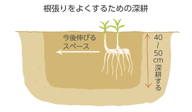 深耕して根が楽に張れるようにすると、花立数が多くなる