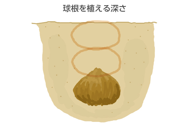 球根の高さの3倍の深さに植える