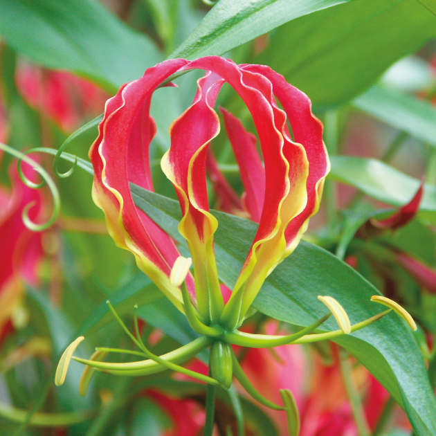 散斑入りグロリオサ 園芸ネット本店｜ユッカ：グロリオサ バリエガータ（斑入り）5号ポット