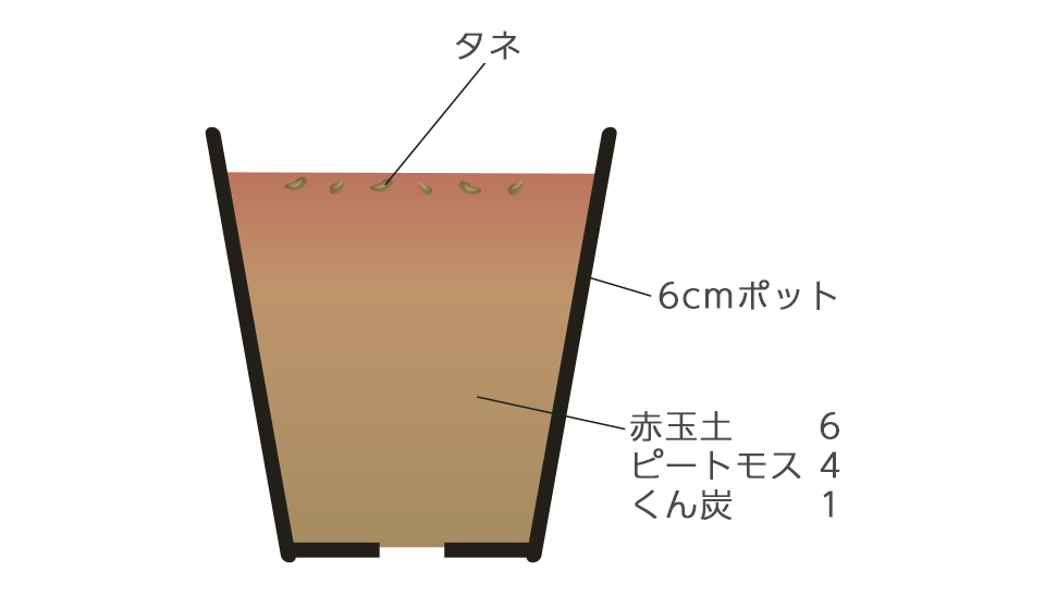 直根性で移植を嫌うので、ポットに直まきして育苗する。6cmポットに3～4粒ずつまき、うすく覆土する