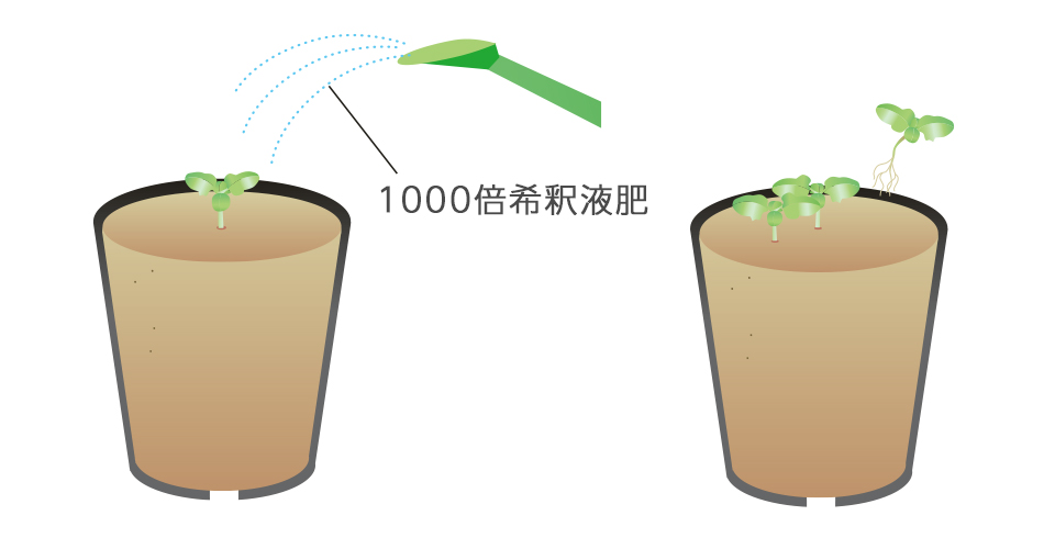 密に生えた所から間引き、1本にする。本葉が出始めたら液肥を与える
