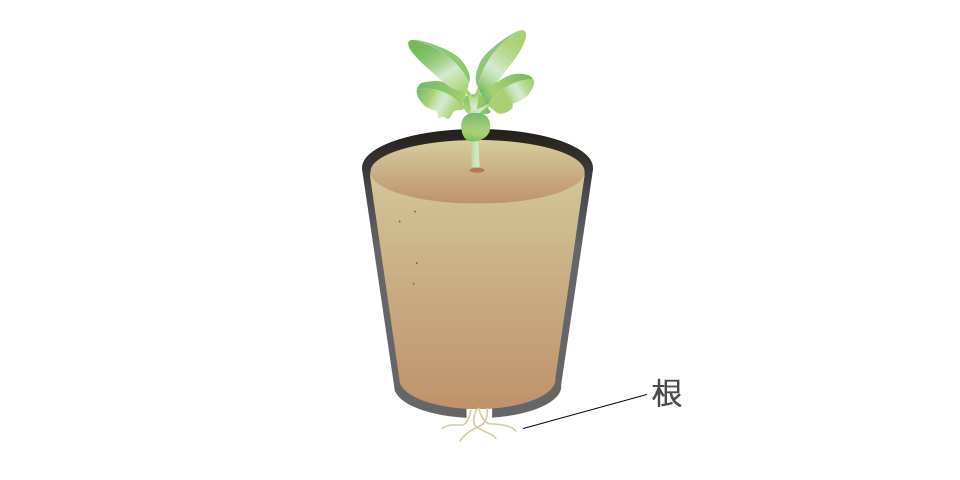 種まき後40日前後で、本葉4枚とポットの底から根が出てきたら定植する