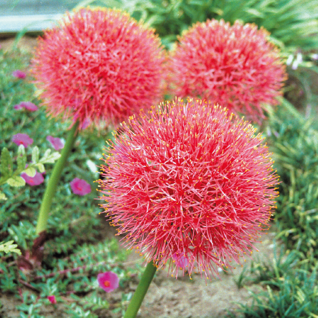 ⑤マユハケオモト ピンク 2球 球根大 マユハケオモト ピンク花種