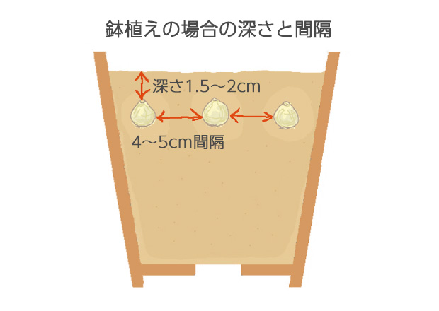 15～18cm鉢　5～6球植え