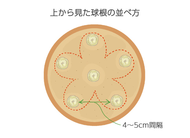 「梅鉢植え」とは、五弁の梅の花の形に例えて、中心に1球、周囲に5球の球根をバランスよく配置する植え方。「梅鉢植え」にすると、花が咲いた時、花穂の並び方がきれいに見えます。