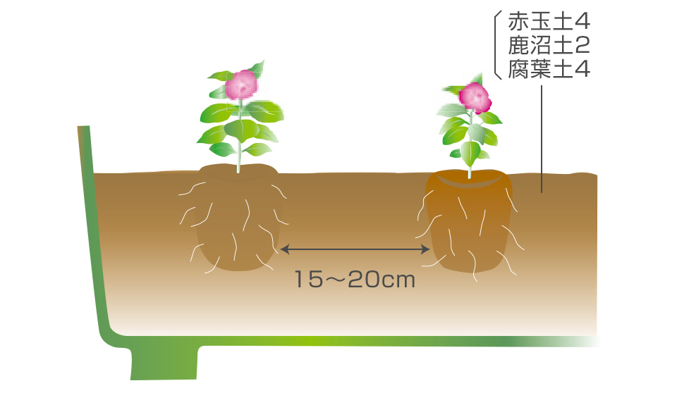 ネマトーダ予防のためポットは箱に並べ、土にじかに置かないようにする。新しく作った培養土で、深植えにならないよう注意して植える。