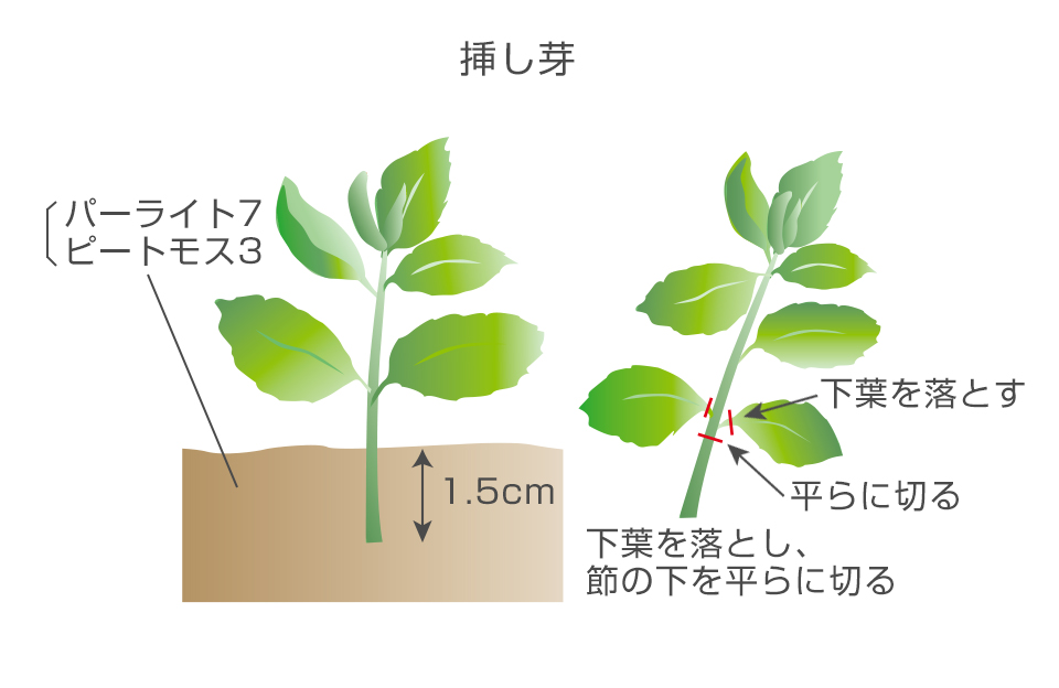 花がついていない枝をつかって小苗を作る