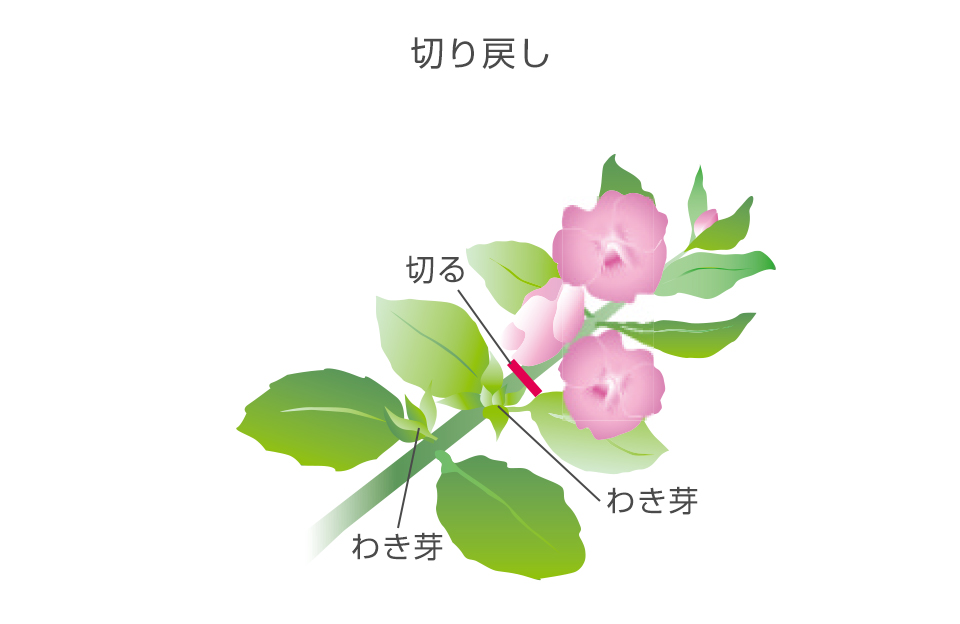 花がつきだすとわき芽が出ないので花がついていない部分まで切り戻す