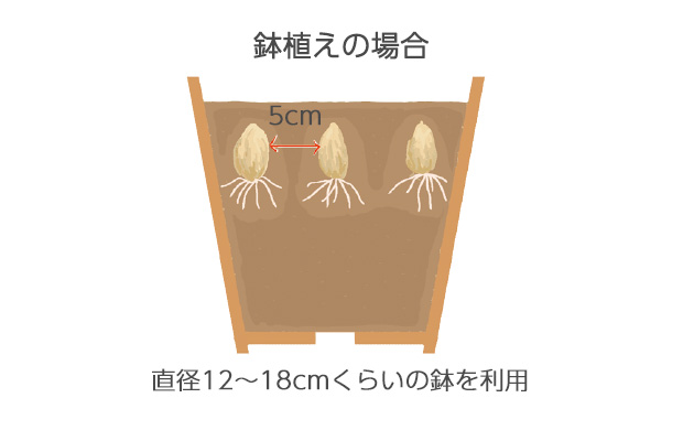 球根の頭が隠れる程度の深さに植える