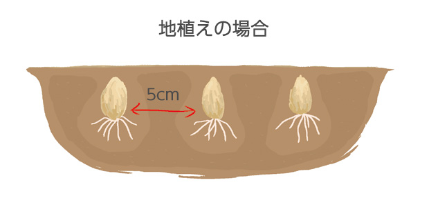 霜柱の立ちやすいところでは、霜柱により球根が浮き上がるおそれがあるので、球根の頭が隠れる程度より深めに植える