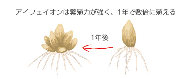 地植えの場合は4～5年に1度、鉢植えの場合は2年に1度くらいで植え替えてやりましょう