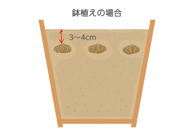 直径18cmの鉢に6球植えイキシアは、1球で2本くらいの株立ちとなるので、鉢が小さいと土が乾きやすく、込み合い、日当たりが悪くなる。また草丈が50～70cm以上高くなるため、直径18cm以上の鉢を使う