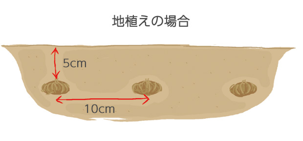 厳寒期、地面が凍ると根部が傷むので、鉢植えより少し深く植える